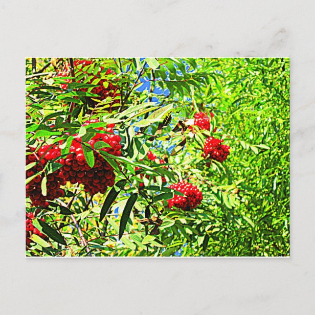 Cartão Postal Rowan berries (Frente)