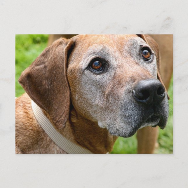 Cartão Postal Rowdy (Frente)