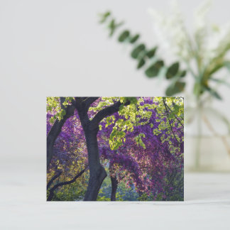 Cartão Postal Roxo 