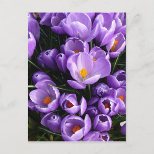 Cartão Postal Roxo Crocus