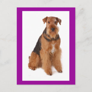 Cartão postal roxo do cachorrinho Airedale Terrier