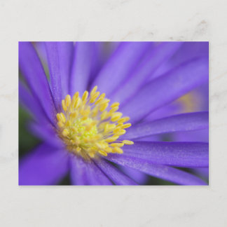 Cartão Postal Roxo e Amarelo