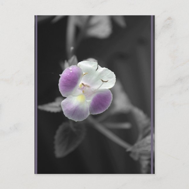 Cartão Postal Roxo em Preto (Frente)