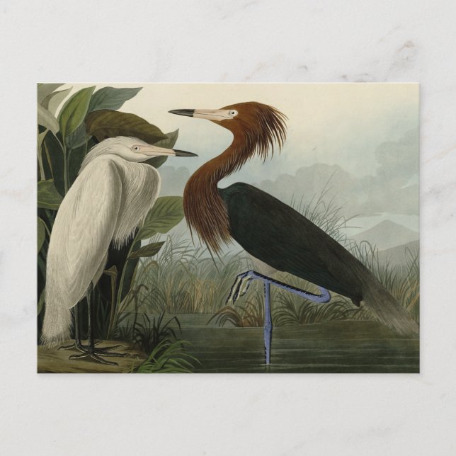 Cartão Postal Roxo Heron - das Aves da América de Audubon (Frente)