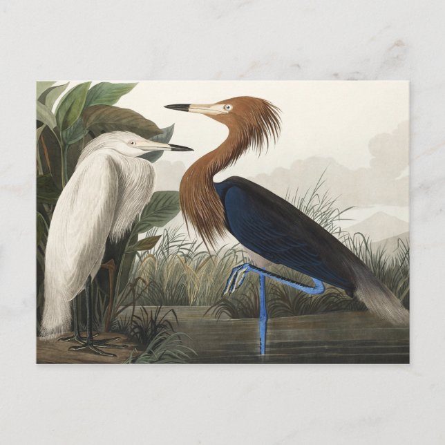 Cartão Postal Roxo Heron de Birds da América (Frente)