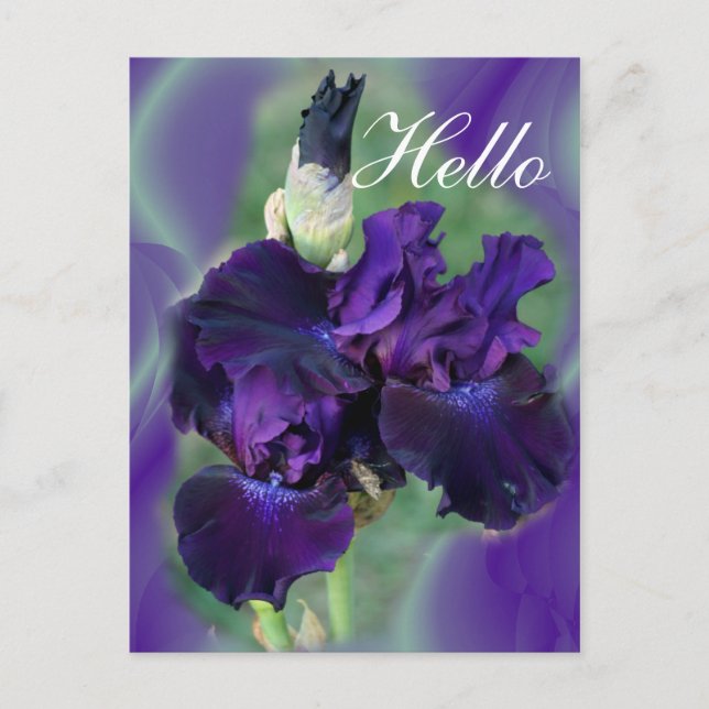 Cartão Postal Roxo Irises-lvsg (Frente)