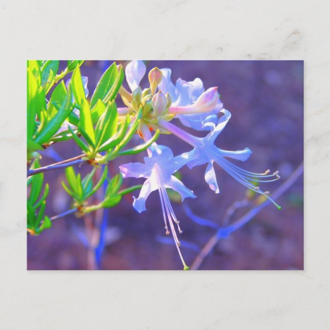 Cartão Postal Roxo Neon (Frente)