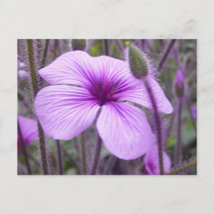 Cartão Postal Roxo Sutil
