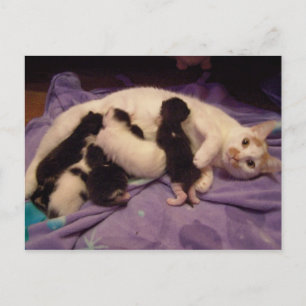 Cartão Postal Roxy com gatinhos postais