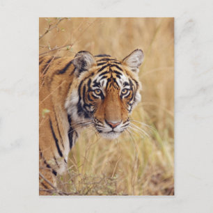 Cartão Postal Royal Bengal Tiger
