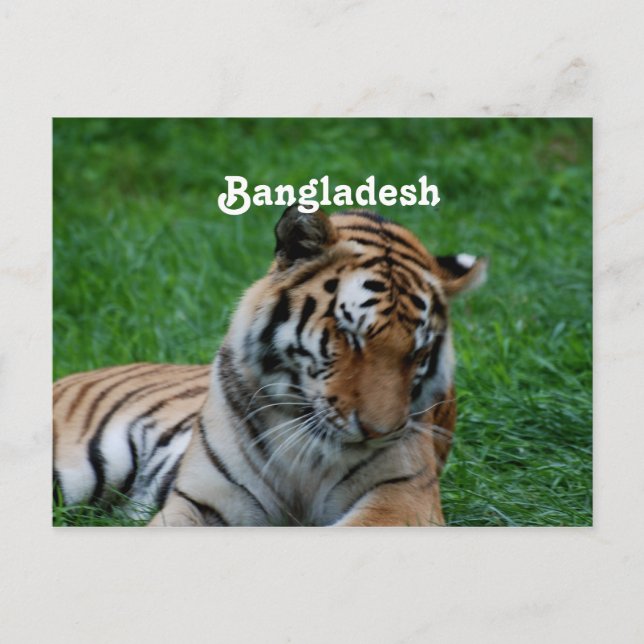Cartão Postal Royal Bengal Tiger (Frente)