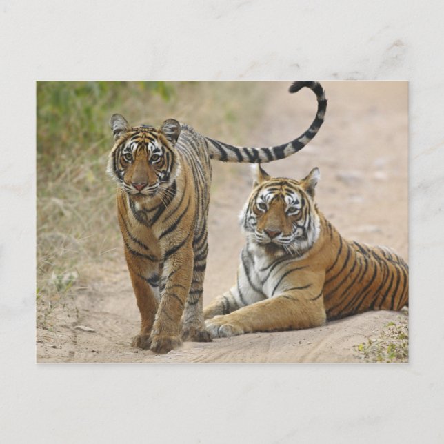 Cartão Postal Royal Bengal Tiger e jovem Ranthambhor (Frente)