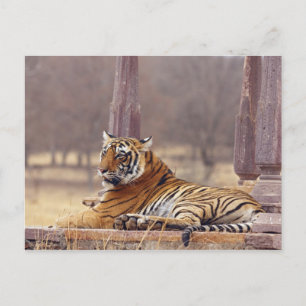Cartão Postal Royal Bengal Tiger no ápice,