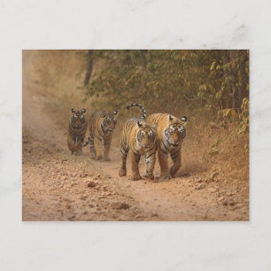 Cartão Postal Royal Bengal Tigers em movimento, Ranthambhor