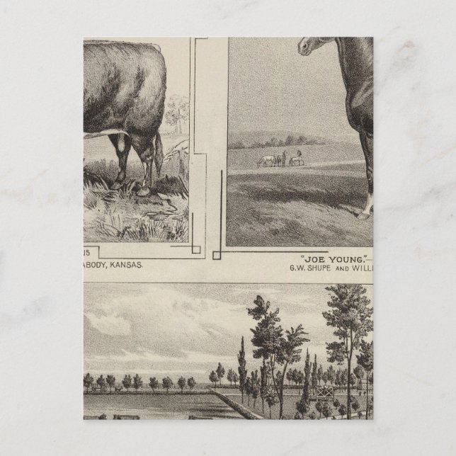 Cartão Postal Royal Champion, Joe Young, Kansas (Frente)