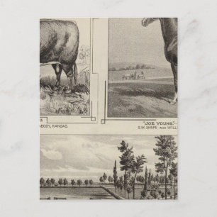 Cartão Postal Royal Champion, Joe Young, Kansas