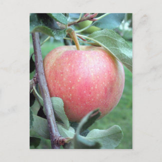 Cartão Postal Royal Gala Apple