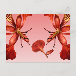 Cartão postal Royal Poinciana