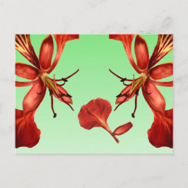 Cartão postal Royal Poinciana