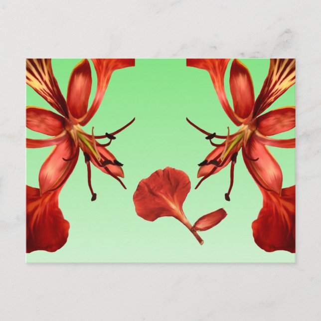 Cartão postal Royal Poinciana (Frente)