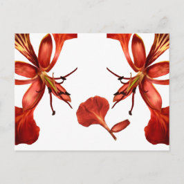 Cartão postal Royal Poinciana