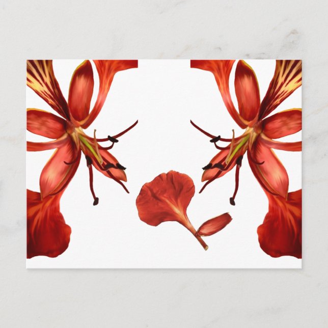 Cartão postal Royal Poinciana (Frente)