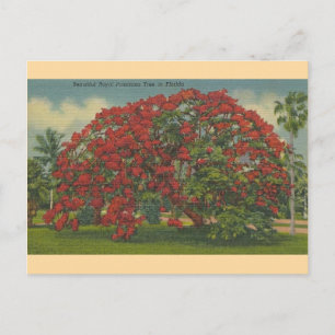 Cartão postal Royal Poinciana da Flórida Vintage