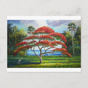 Cartão Postal Royal Poinciana Tree Mazz