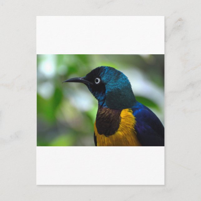 Cartão Postal Royal Starling (Frente)