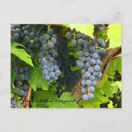Cartão Postal Rua de JAV. Uvas roxas de Croix 2013 6