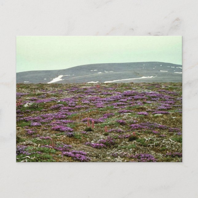 Cartão Postal Rua. Matthew Island, Blackish (ou Purple) Oxytrope (Frente)