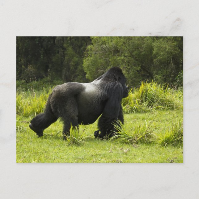Cartão Postal Ruanda, Parque Nacional dos Vulcões (Frente)
