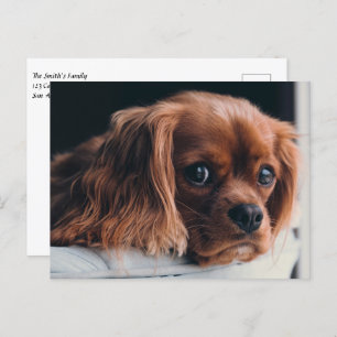Cartão Postal Ruby Cavalier King Charles Spaniel Puppy Dog