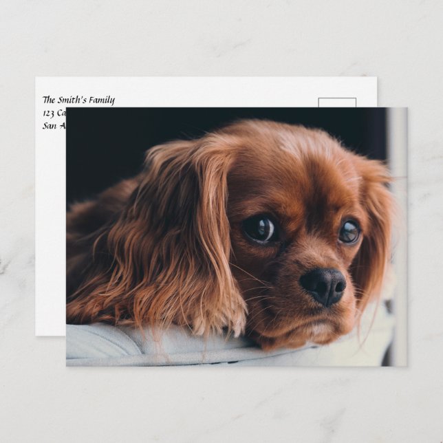 Cartão Postal Ruby Cavalier King Charles Spaniel Puppy Dog (Frente/Verso)