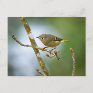 Cartão Postal Ruby Crowned Kinglet