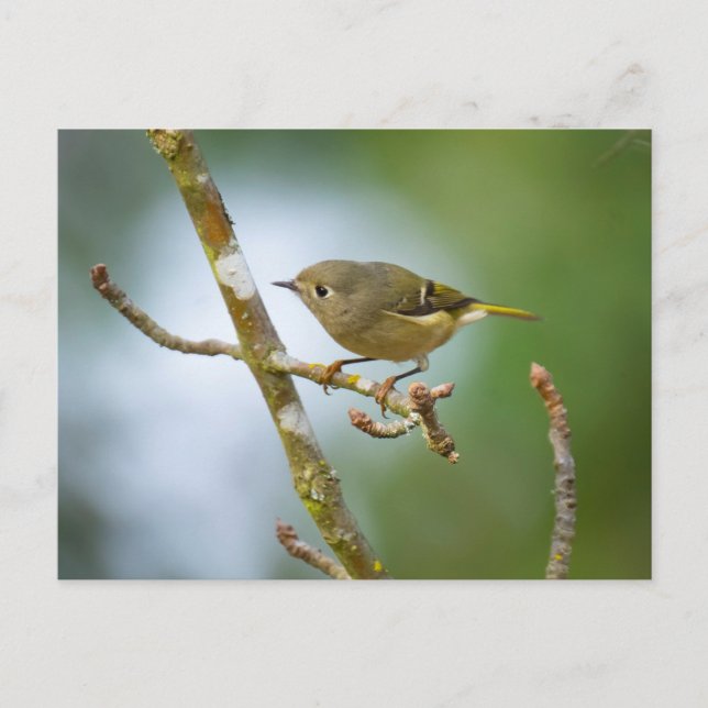 Cartão Postal Ruby Crowned Kinglet (Frente)