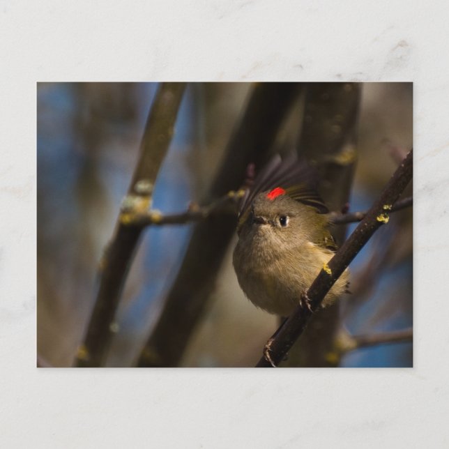 Cartão Postal Ruby Crowned Kinglet 01 (Frente)