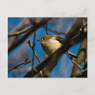 Cartão Postal Ruby Crowned Kinglet 02