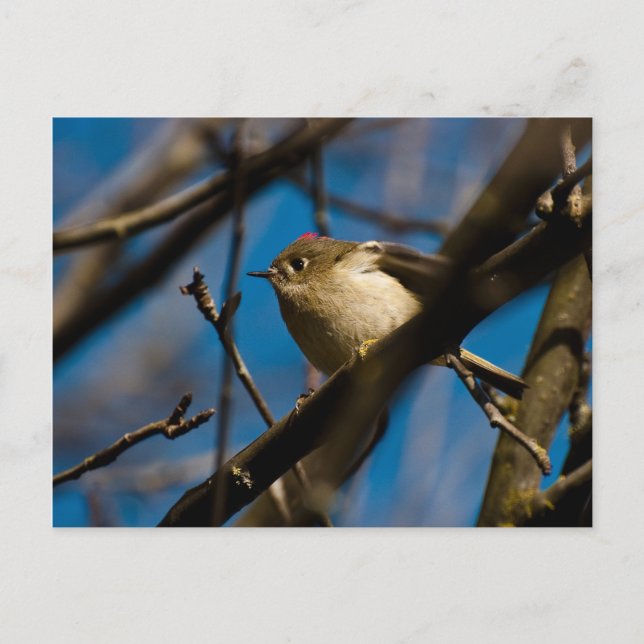 Cartão Postal Ruby Crowned Kinglet 02 (Frente)