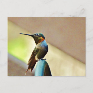Cartão Postal Ruby e pequeno beija-flor-verde