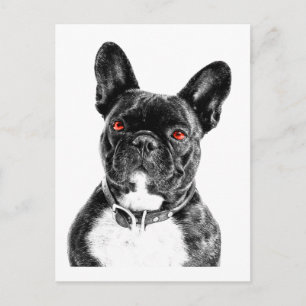 Cartão Postal Ruby Eyed French Bulldog Portrait