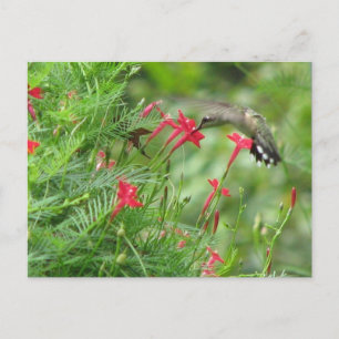 Cartão Postal Ruby-throat no Cypress Vine Postcard