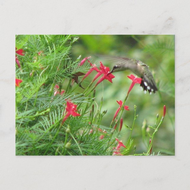 Cartão Postal Ruby-throat no Cypress Vine Postcard (Frente)