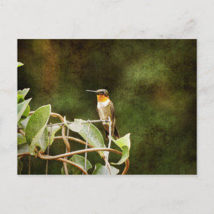 Cartão Postal Ruby Throated Hummingbird