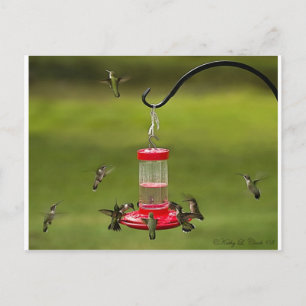 Cartão Postal Ruby Throed Hummingbird Feeding Frenzy