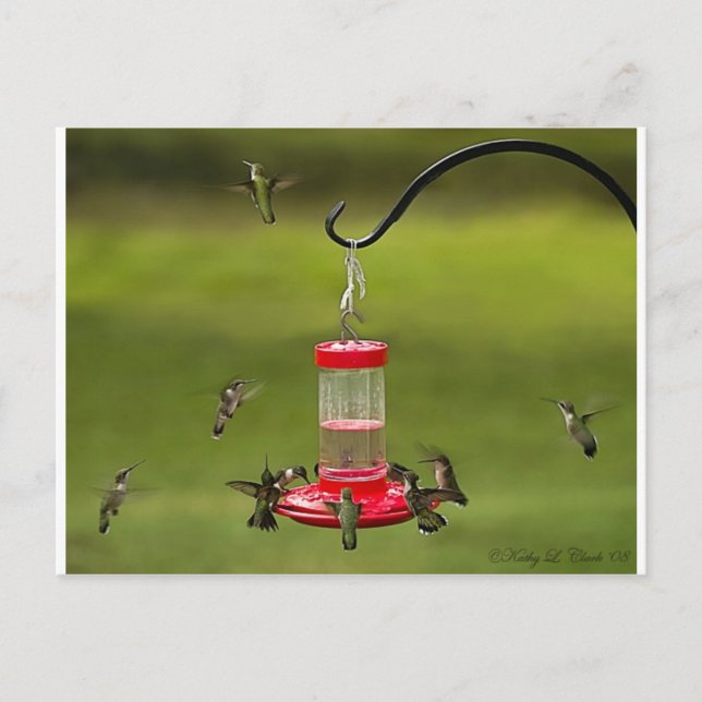 Cartão Postal Ruby Throed Hummingbird Feeding Frenzy (Frente)