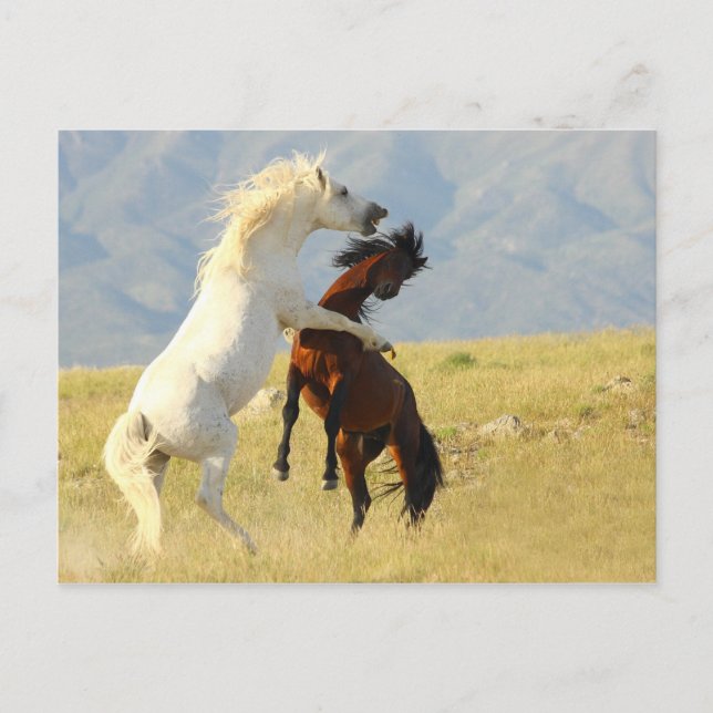 Cartão Postal Ruckus (Frente)