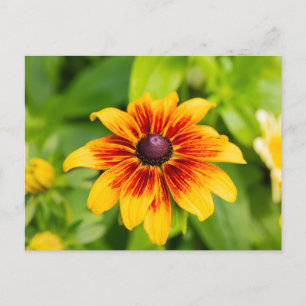 Cartão Postal Rudbeckia Flower