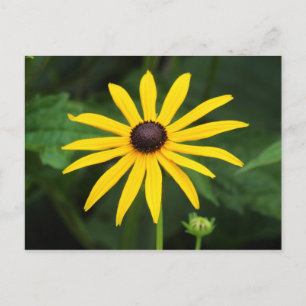 Cartão Postal Rudbeckia hirta