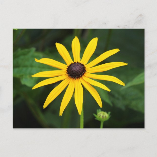 Cartão Postal Rudbeckia hirta (Frente)